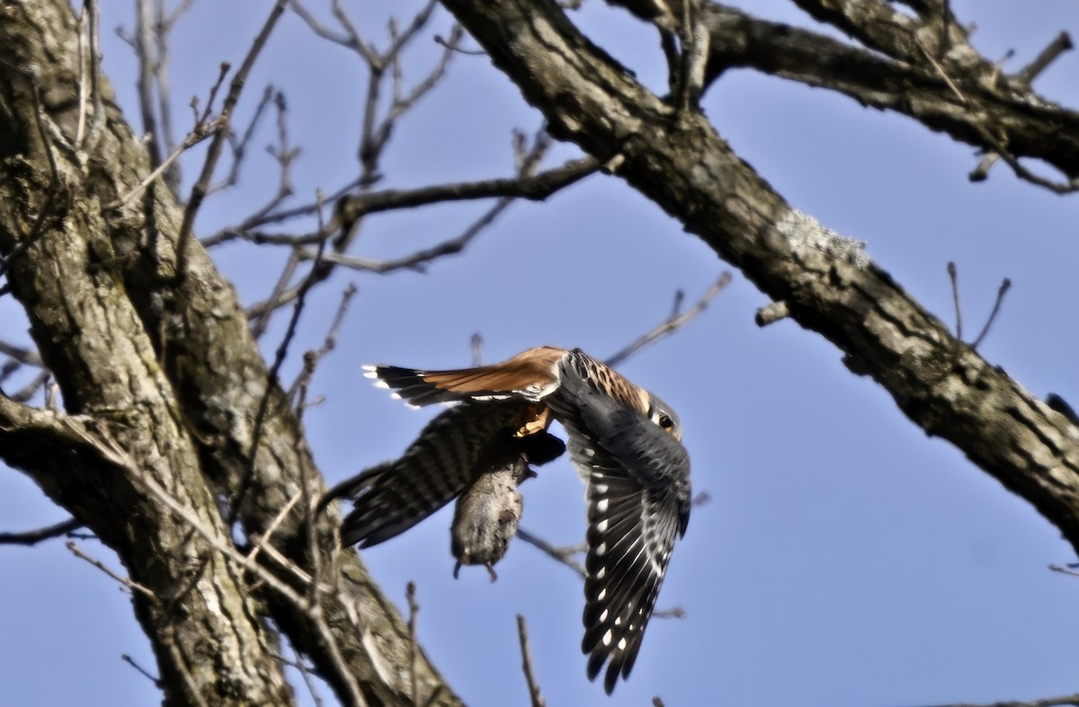 American Kestrel - ML632573884
