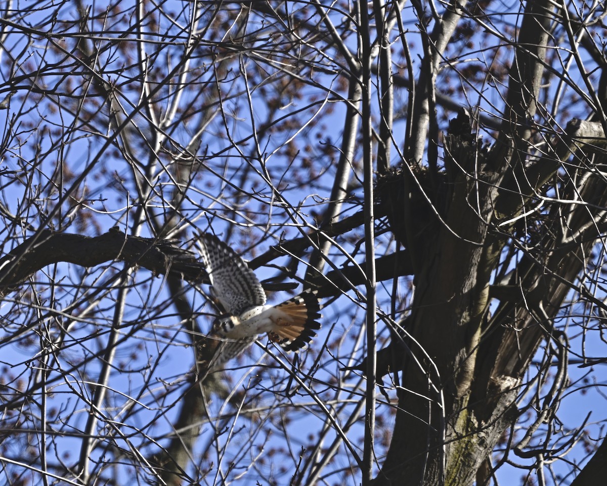 American Kestrel - ML632573885