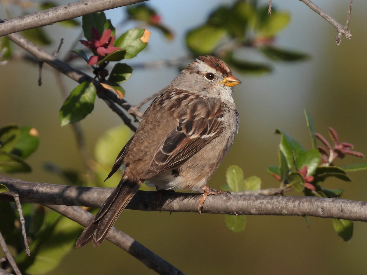 White-crowned Sparrow - ML632573933