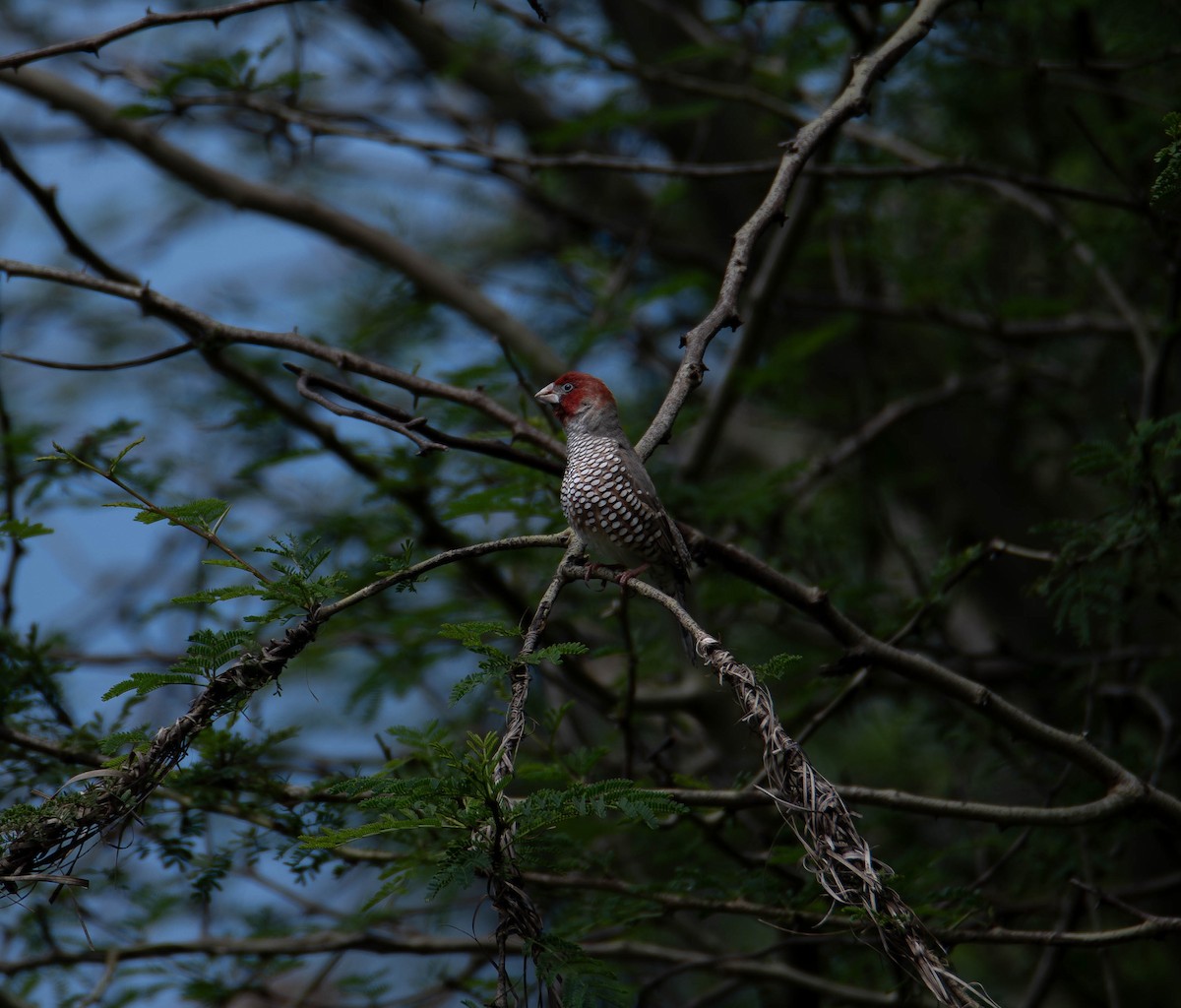Red-headed Finch - ML632573957