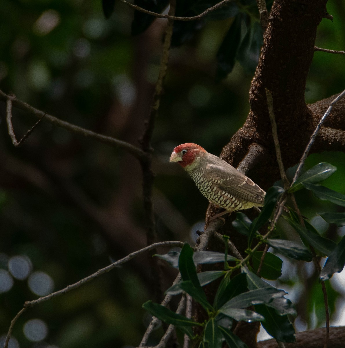 Red-headed Finch - ML632573965