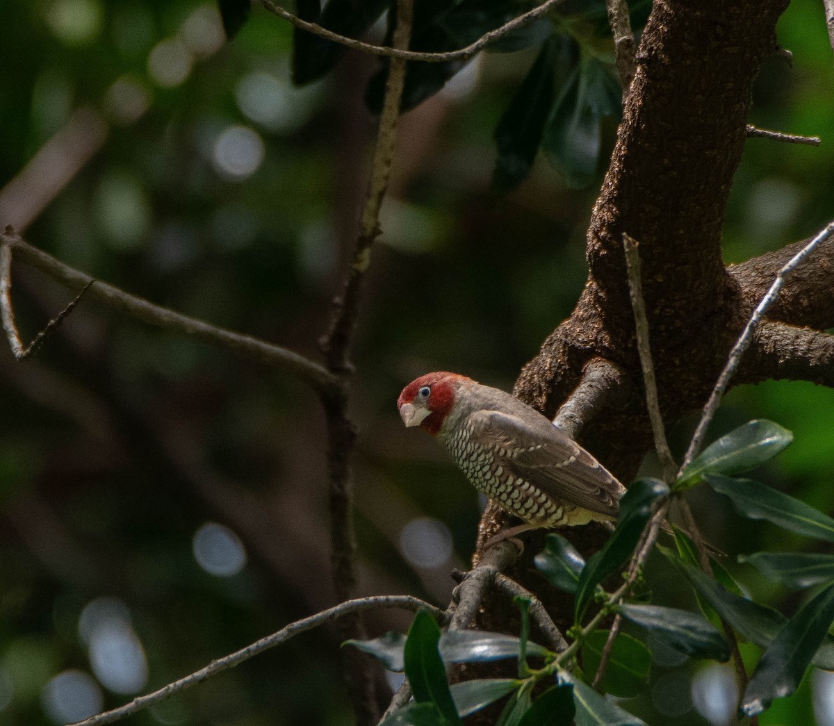 Red-headed Finch - ML632573966