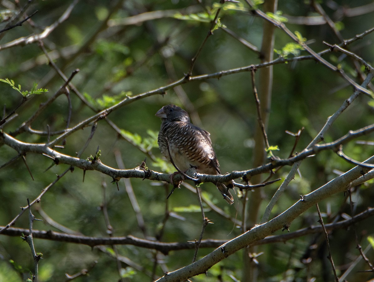Red-headed Finch - ML632573982