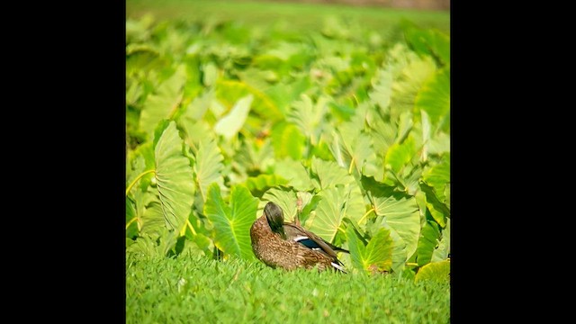 Hawaiian Duck - ML632574042