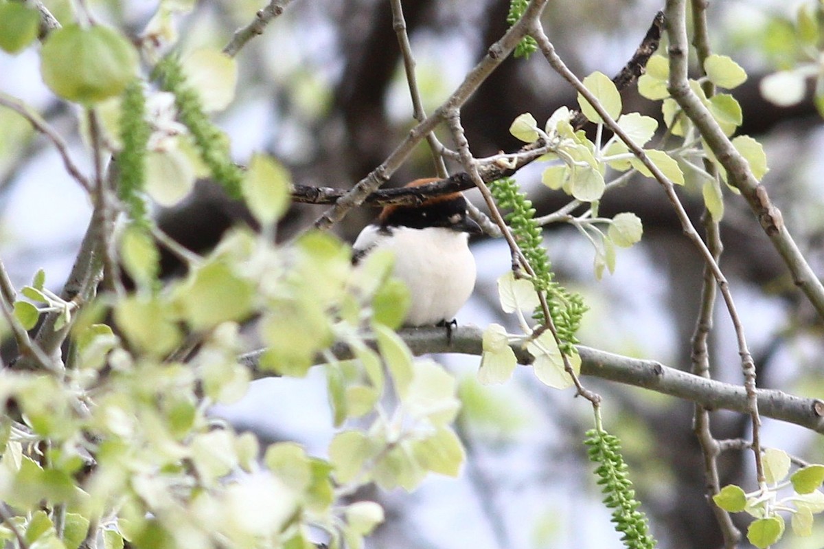 Woodchat Shrike - ML632574043