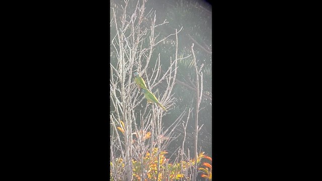 Blue-crowned Parakeet - ML632574100