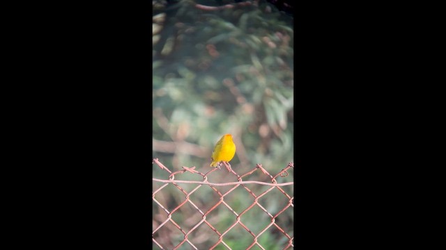 Saffron Finch - ML632574130