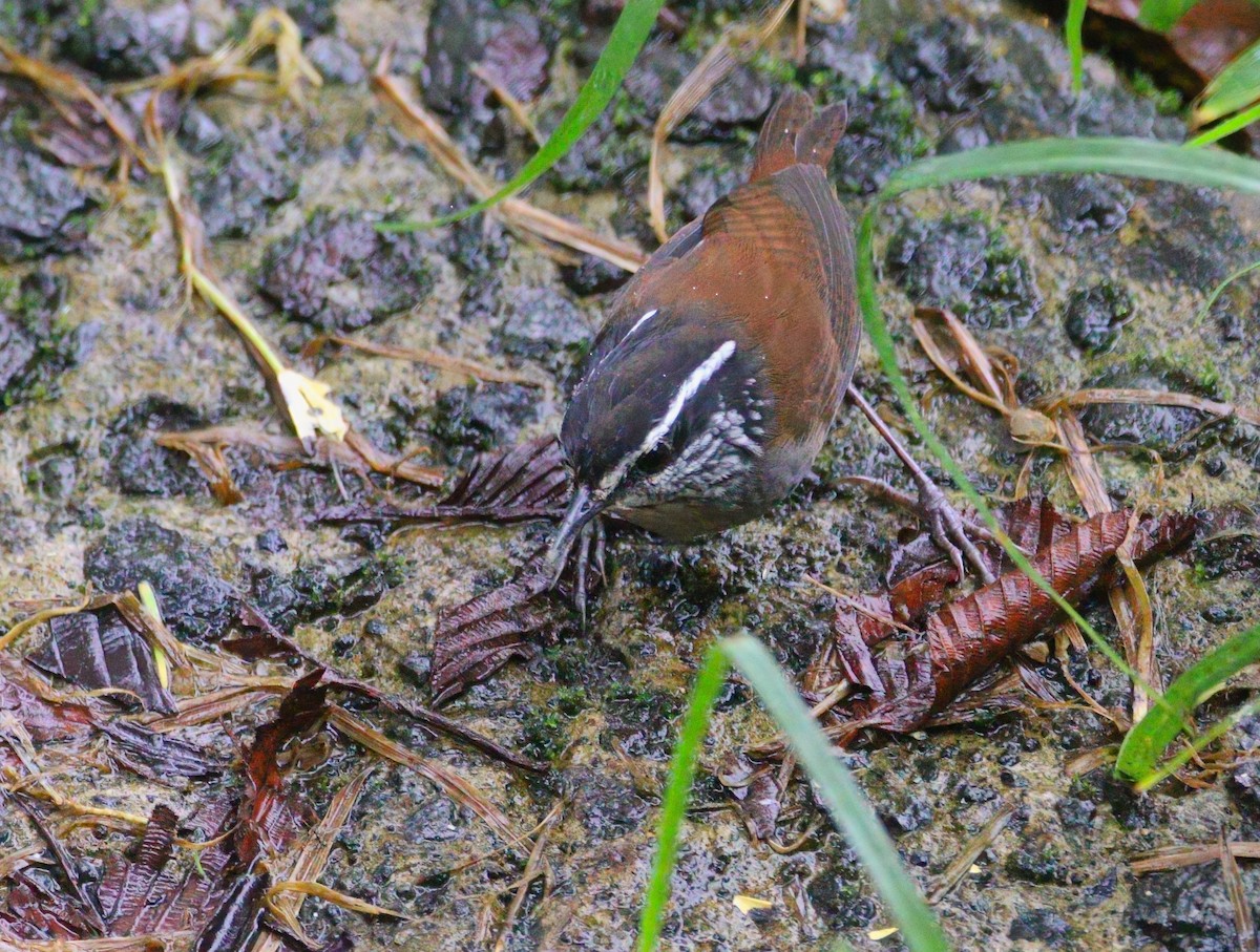 střízlík šedoprsý - ML632574200