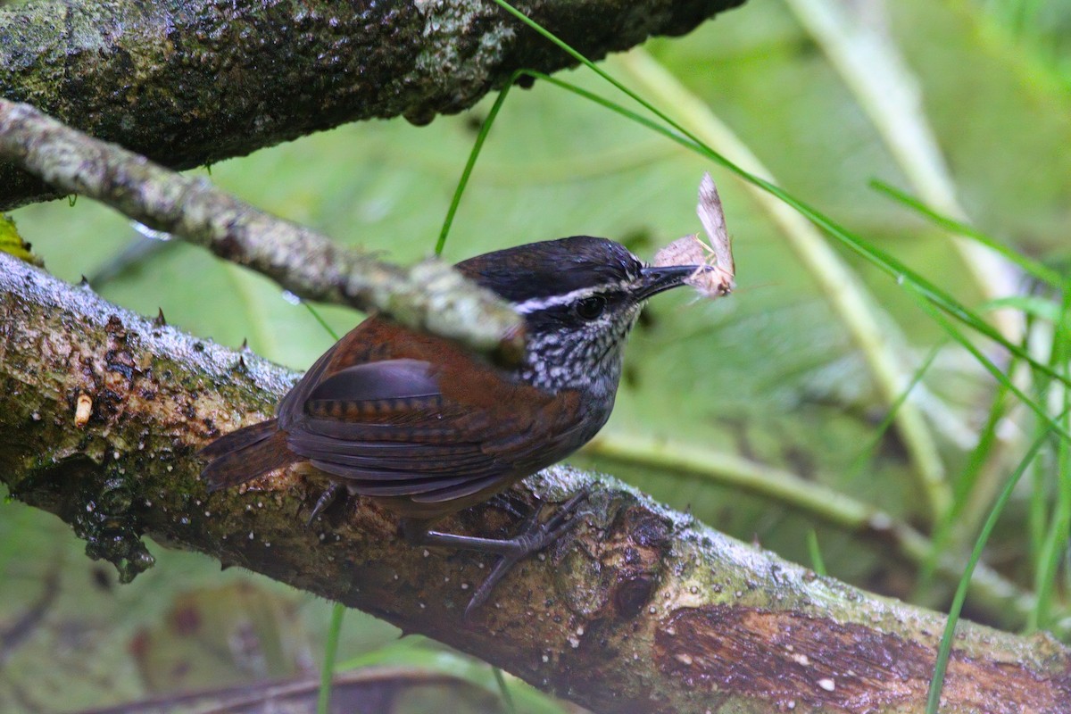 střízlík šedoprsý - ML632574201