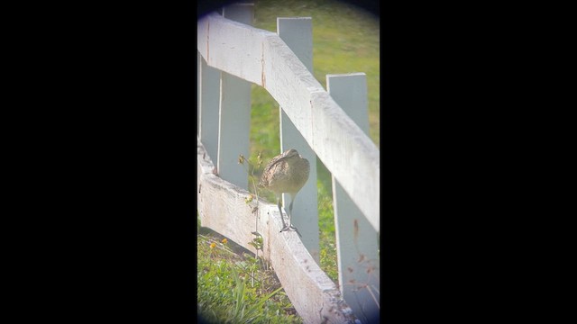 Bristle-thighed Curlew - ML632574211