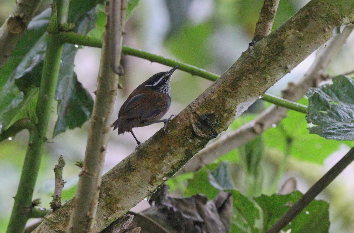 střízlík šedoprsý - ML632574245