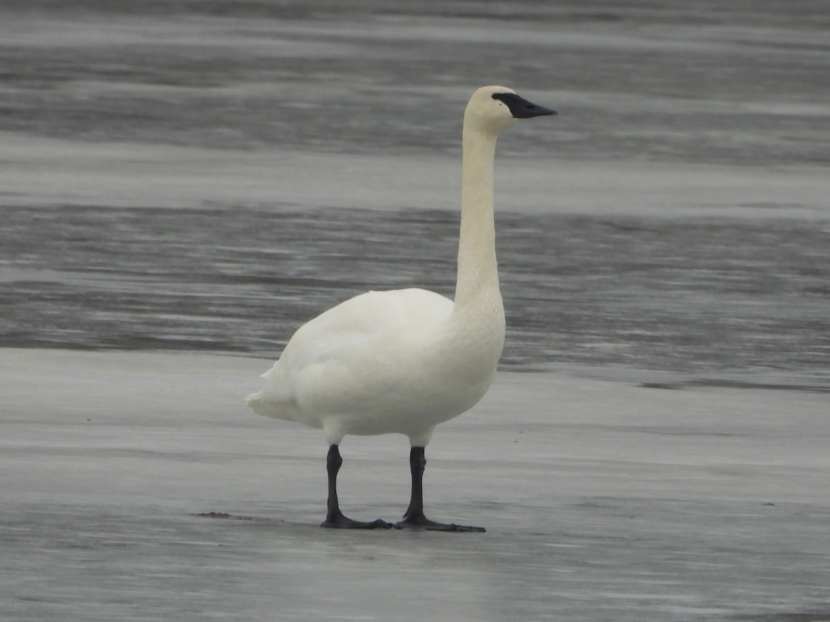 Trompeterschwan - ML632574297