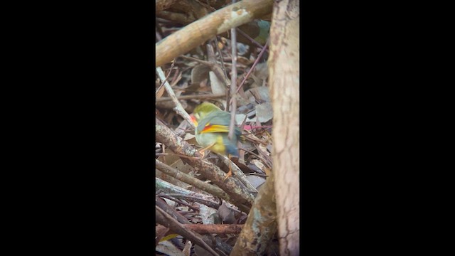 Red-billed Leiothrix - ML632574369