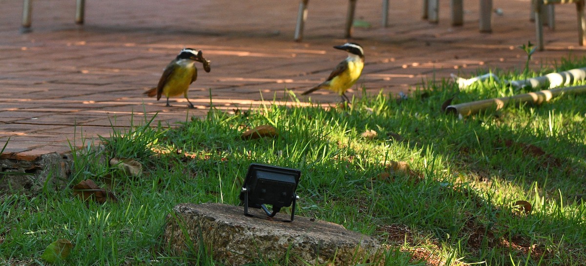 Great Kiskadee - ML632574430