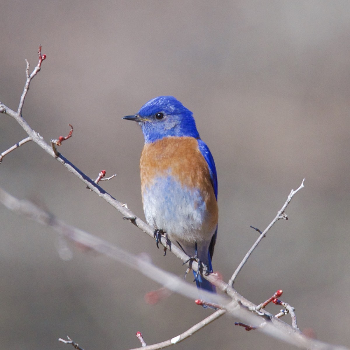 Western Bluebird - ML632574447