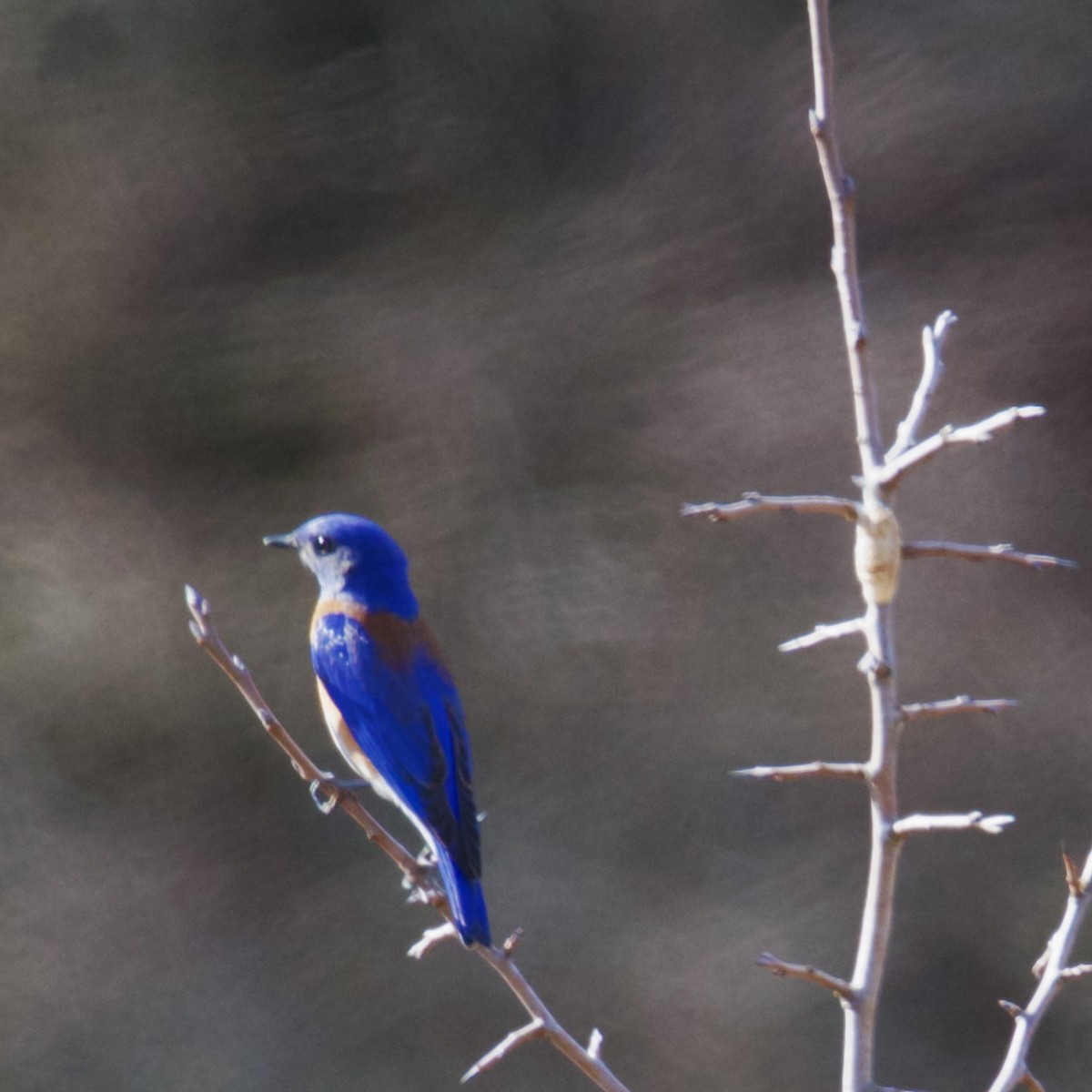 Western Bluebird - ML632574448
