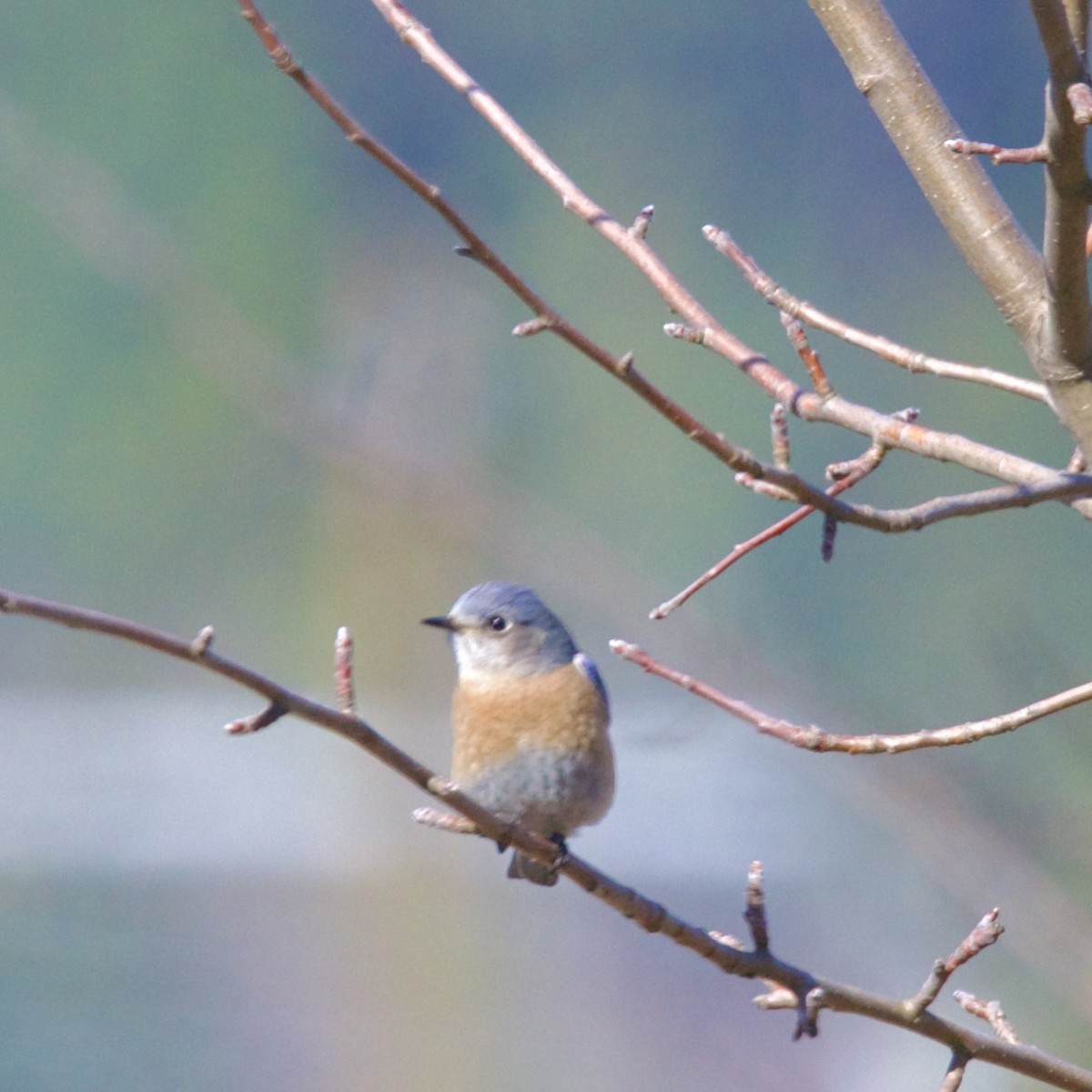 Western Bluebird - ML632574449