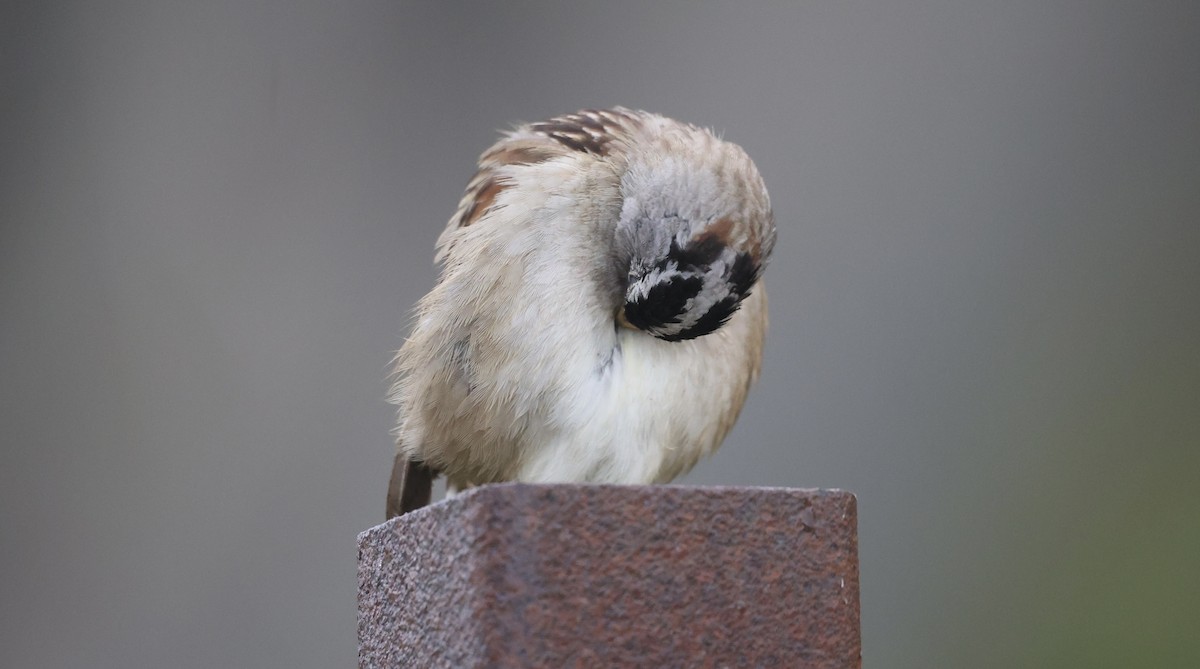 White-crowned Sparrow - ML632574472