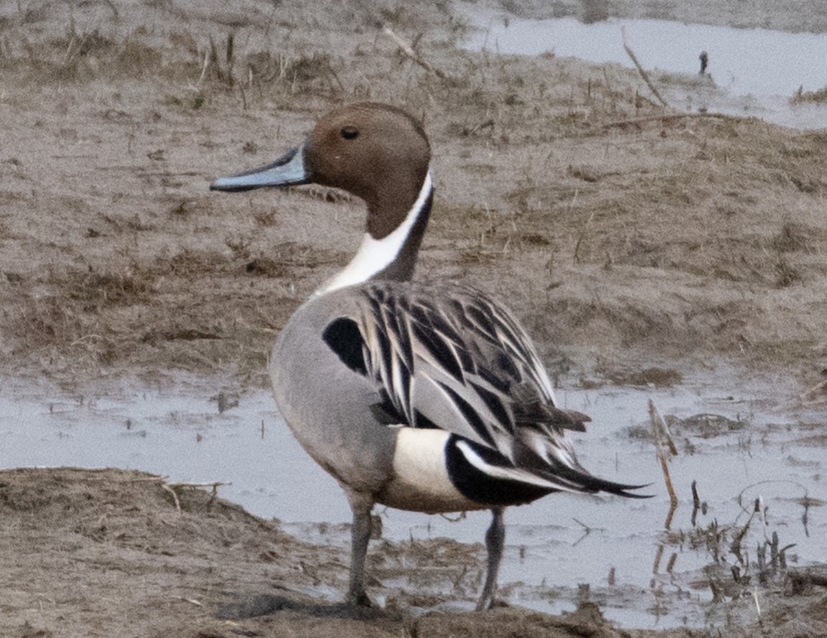 Northern Pintail - ML632574504