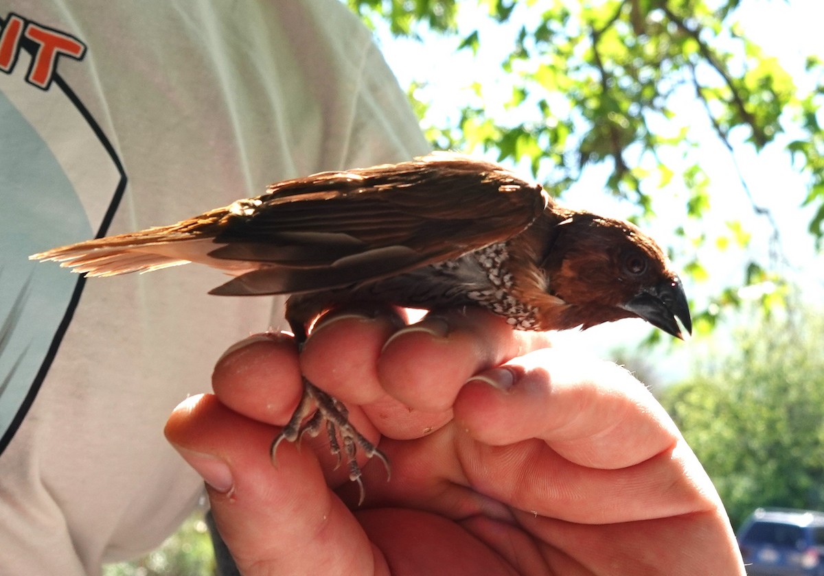 Scaly-breasted Munia (Checkered) - ML632574509