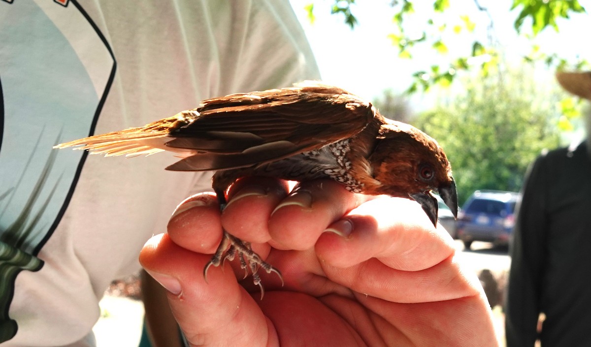 Scaly-breasted Munia (Checkered) - ML632574510