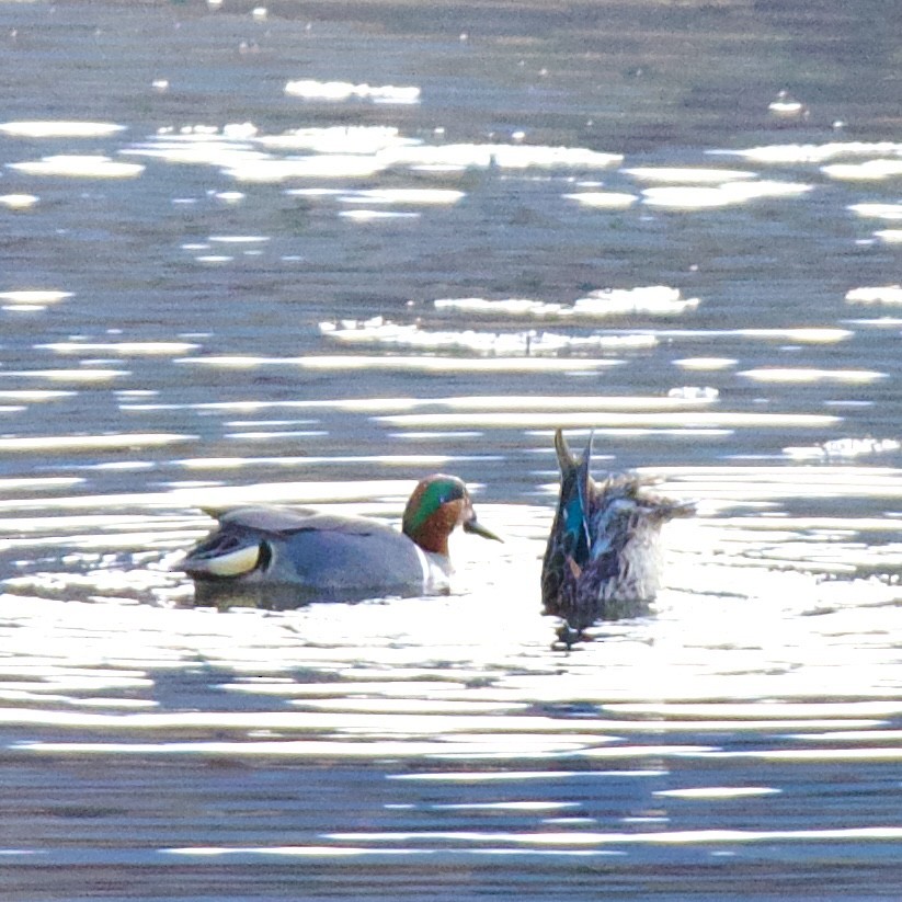 Green-winged Teal - ML632574541