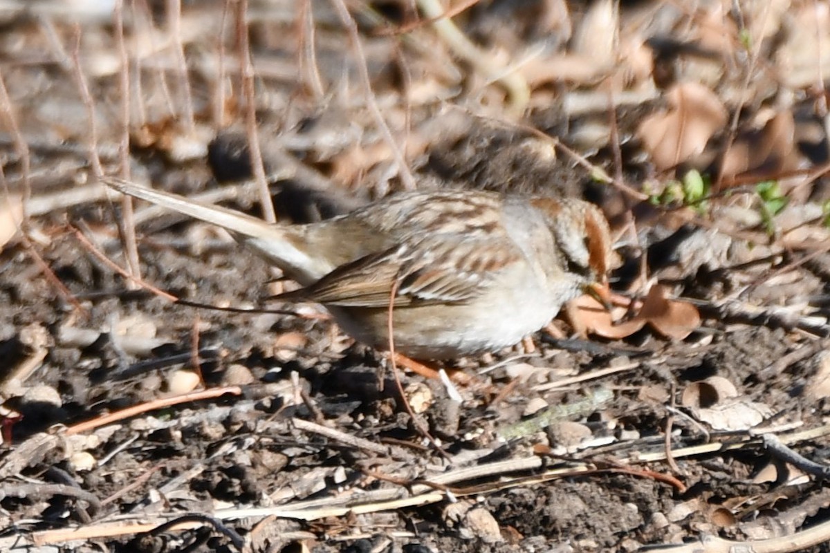 White-crowned Sparrow - ML632574542