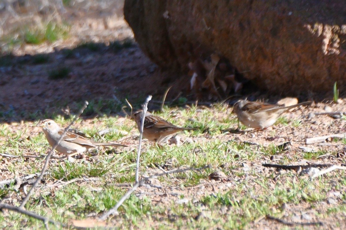 White-crowned Sparrow - ML632574543