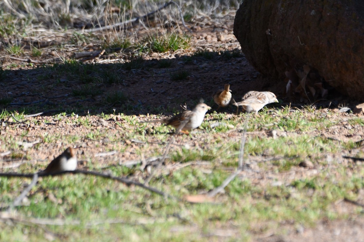 White-crowned Sparrow - ML632574544