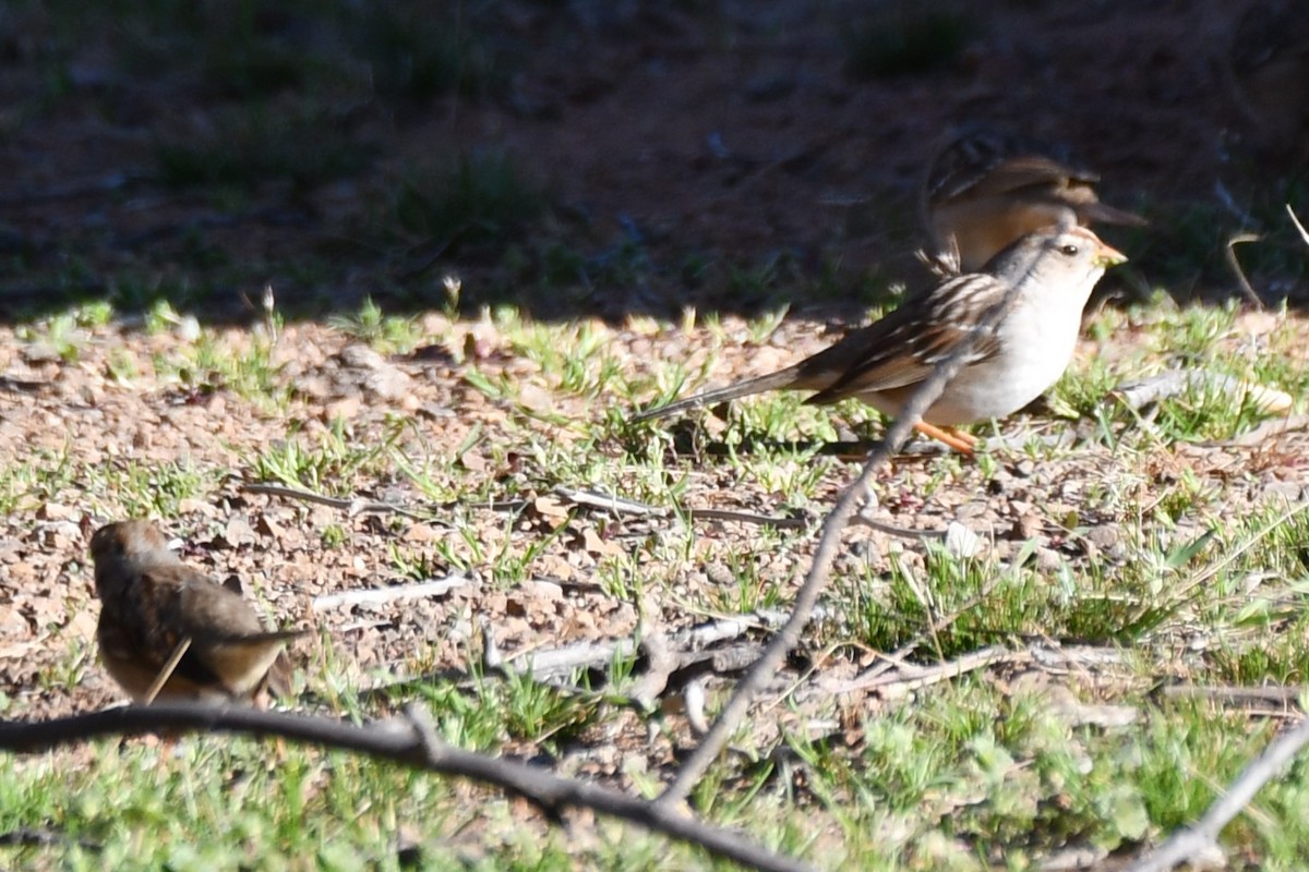 White-crowned Sparrow - ML632574546