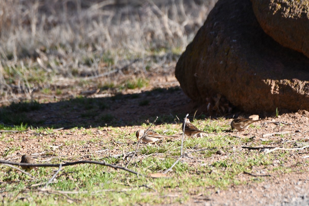 White-crowned Sparrow - ML632574547