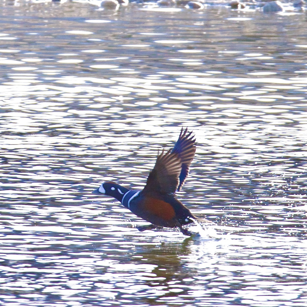 Harlequin Duck - ML632574559