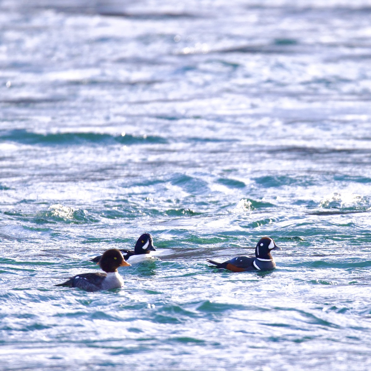 Harlequin Duck - ML632574560
