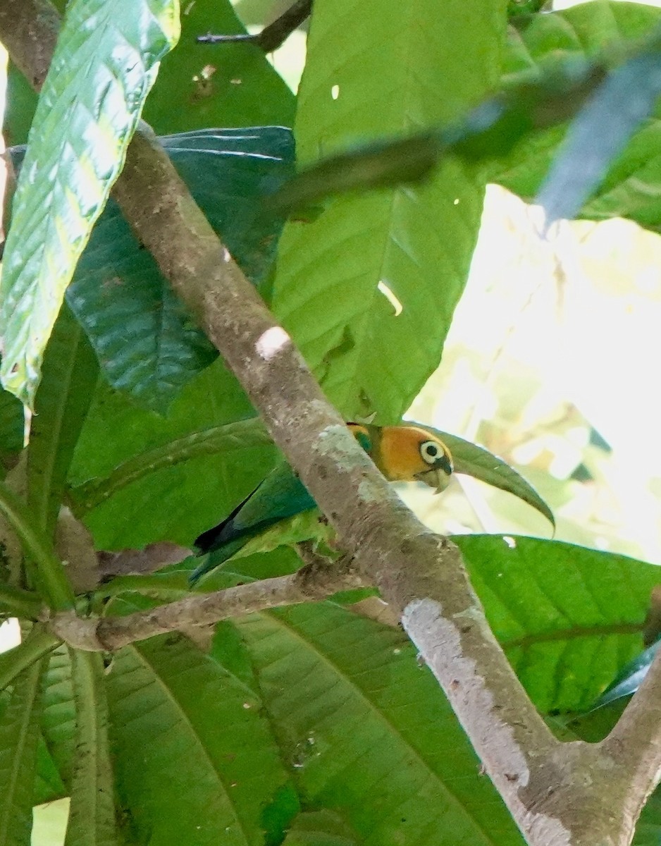 Saffron-headed Parrot - ML632574569