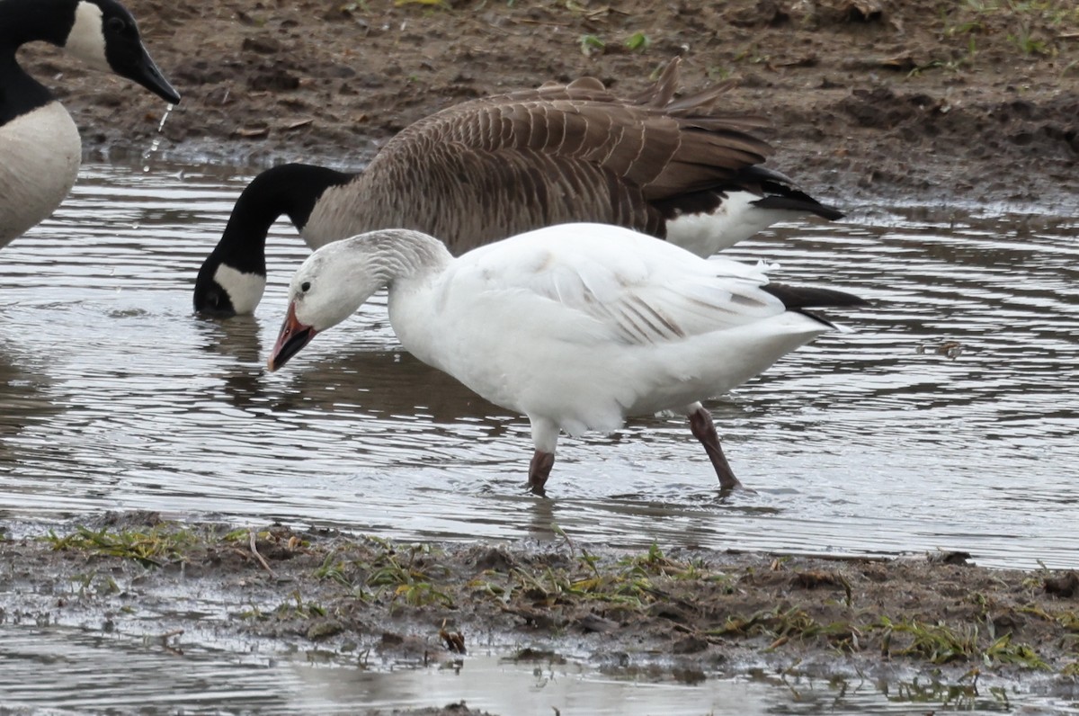 Snow Goose - ML632574636