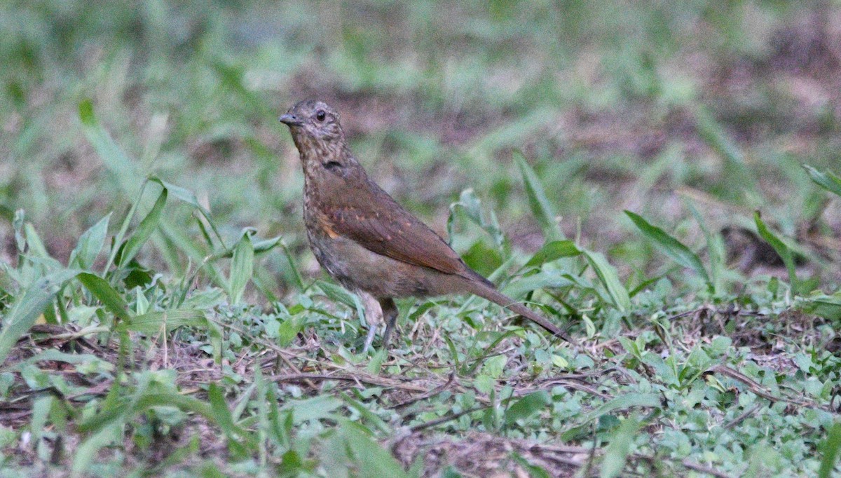 Pale-breasted Thrush - ML632574643