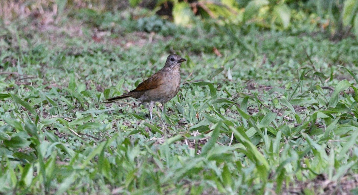 Pale-breasted Thrush - ML632574646