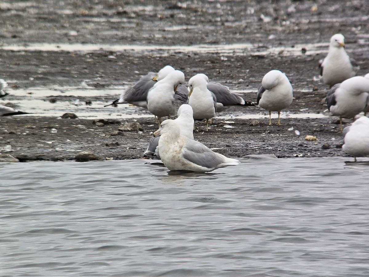 北極鷗 - ML632574661