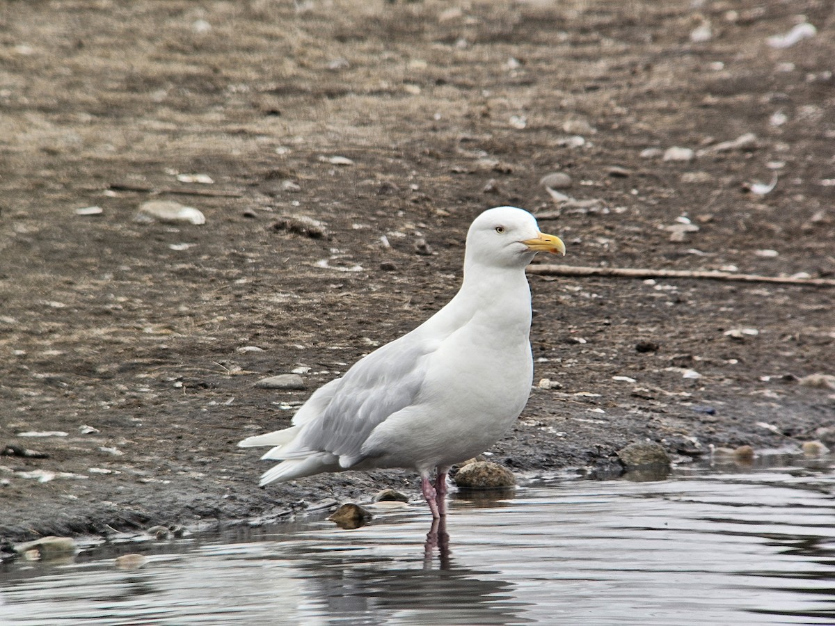 北極鷗 - ML632574669