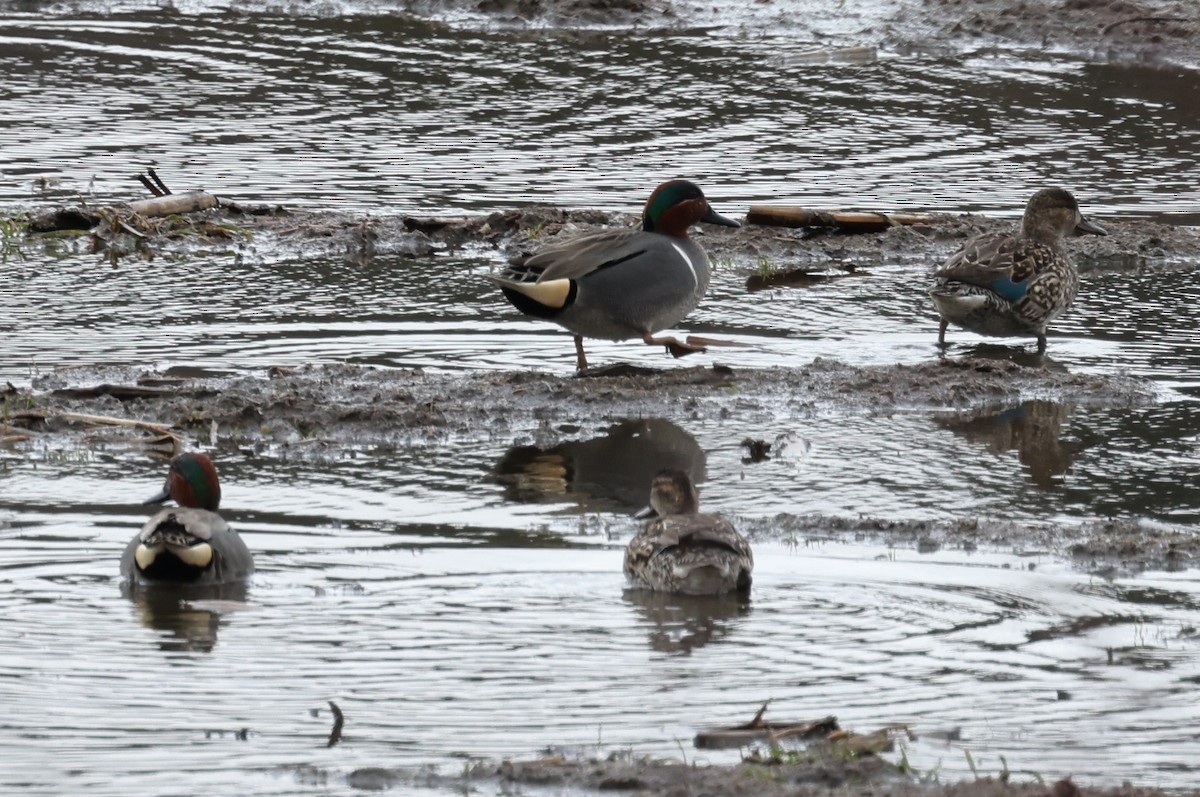 Green-winged Teal - ML632574744