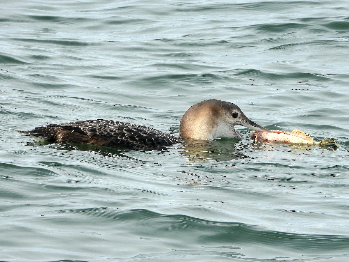 Yellow-billed Loon - ML632574749