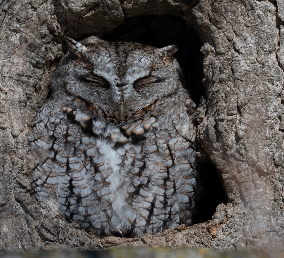 Eastern Screech-Owl - ML632574777