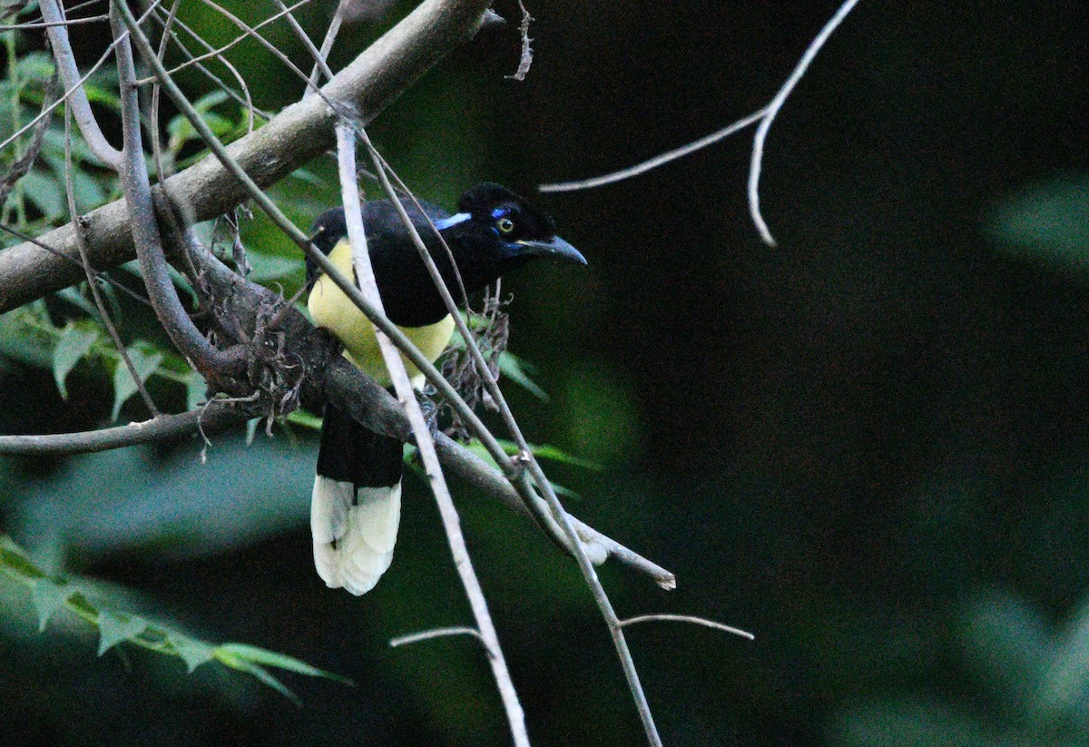 Plush-crested Jay - ML632574817