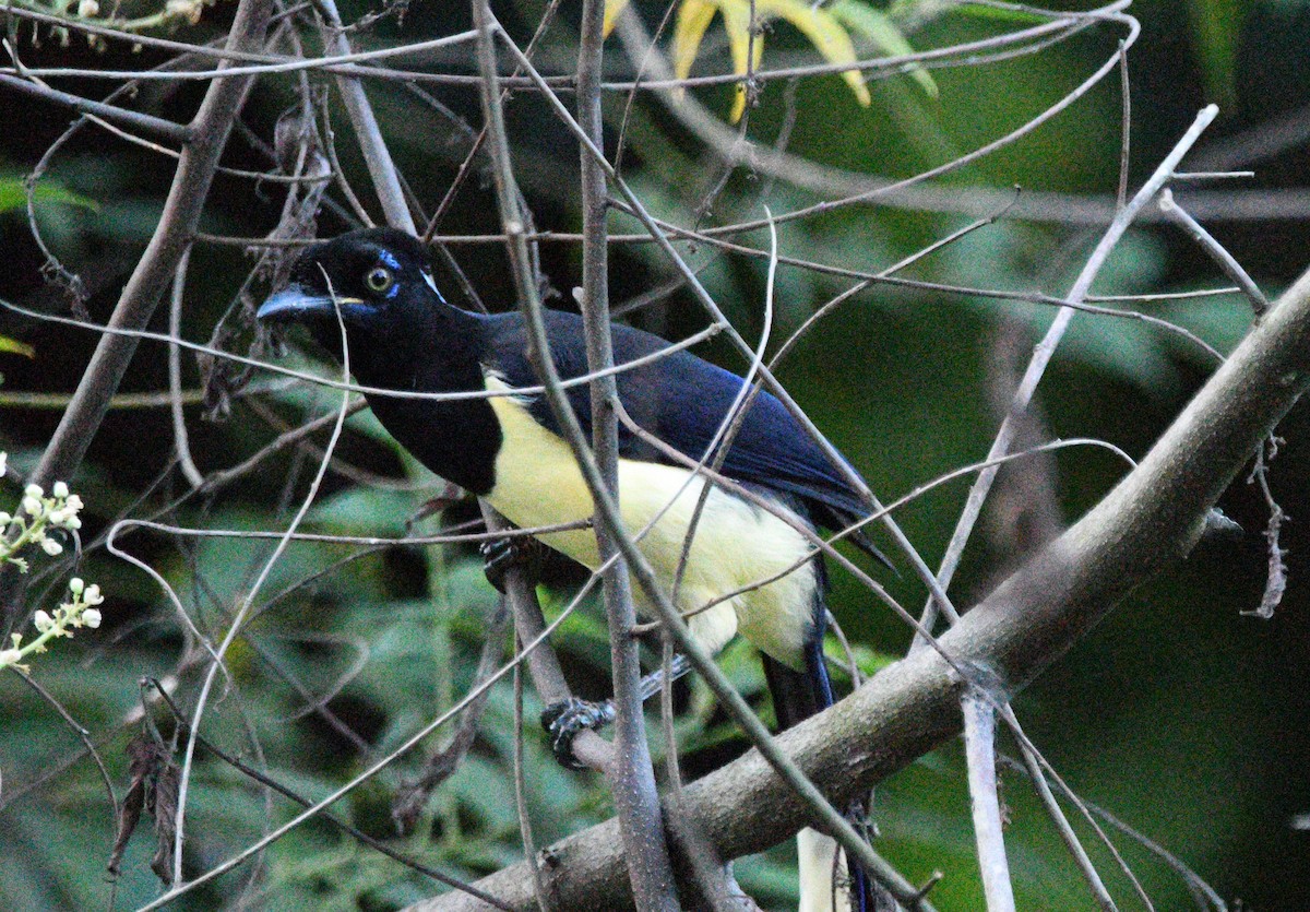 Plush-crested Jay - ML632574820