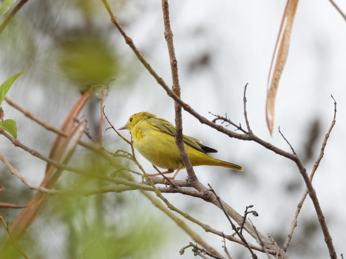 Yellow Warbler - ML632574936