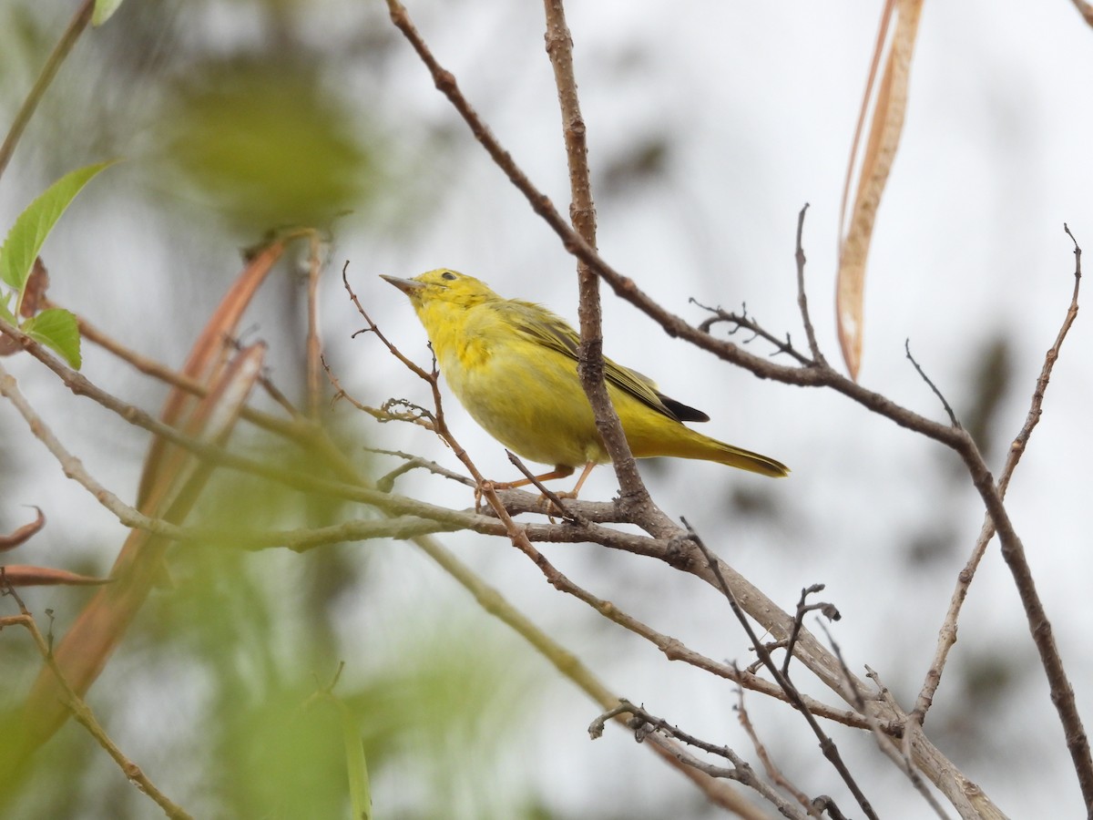 Yellow Warbler - ML632574937