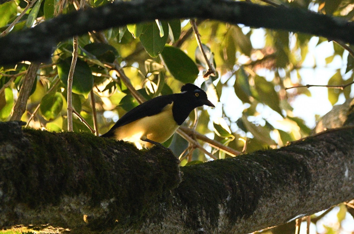 Plush-crested Jay - ML632574947
