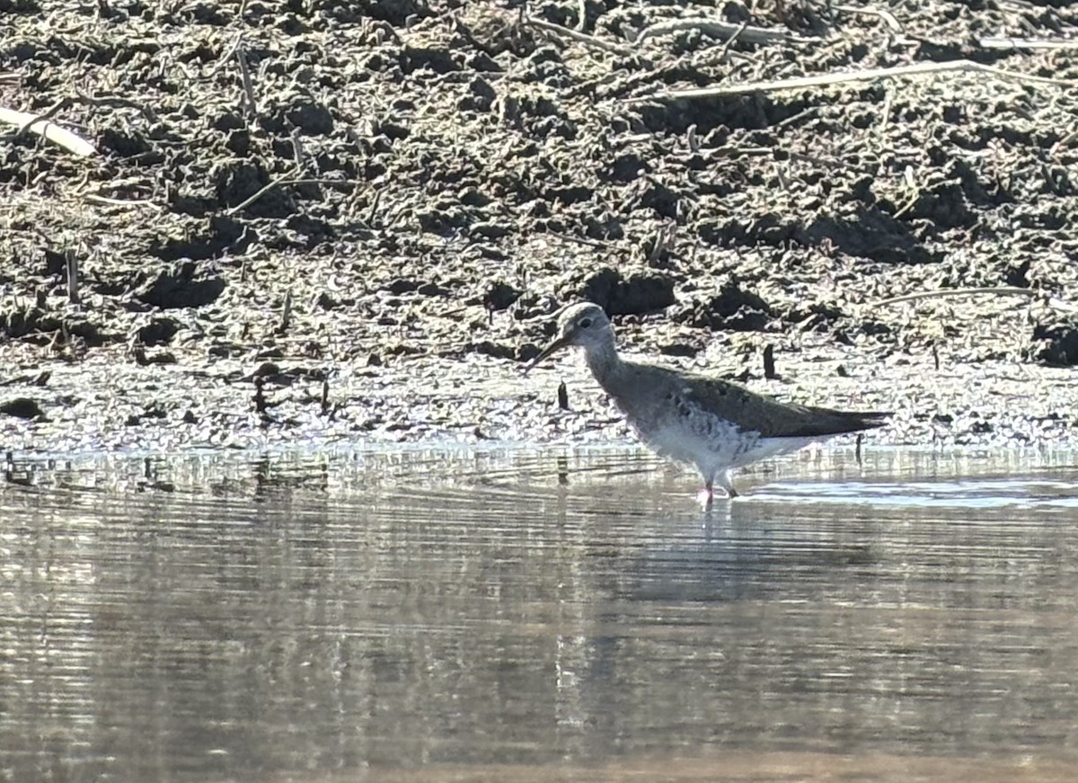 Lesser Yellowlegs - ML632574949