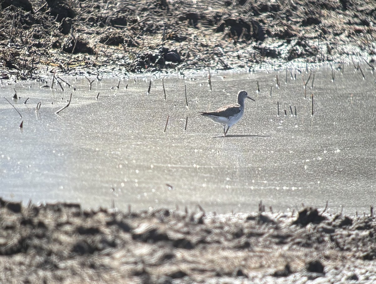 Lesser Yellowlegs - ML632574950