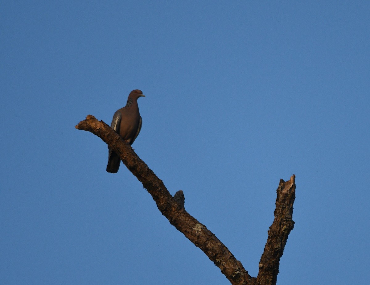 Picazuro Pigeon - ML632575022